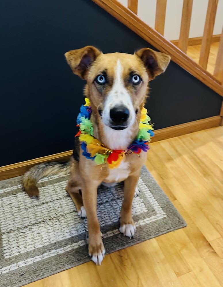 Sterling, Adoptable, Young Female Mixed Breed.