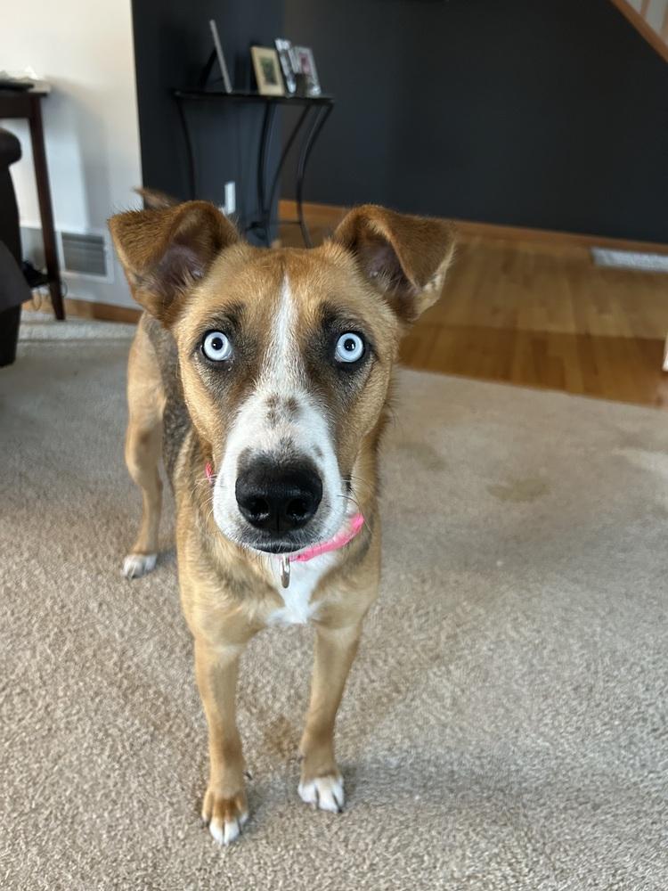 Enlarge Sterling, a Adoptable mixed breed in Deerfield, WI image 4/6