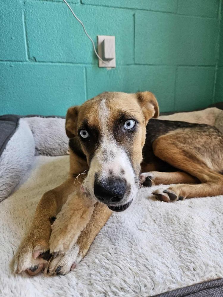 Enlarge Sterling, a Adoptable mixed breed in Deerfield, WI image 2/5