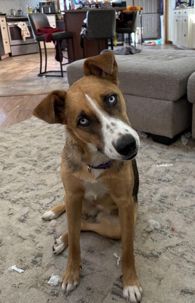 Enlarge Sterling, a Adoptable mixed breed in Deerfield, WI image 3/5