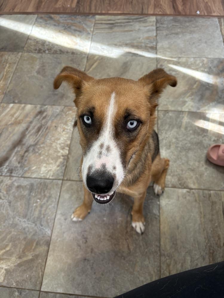 Enlarge Sterling, a Adoptable mixed breed in Deerfield, WI image 4/5