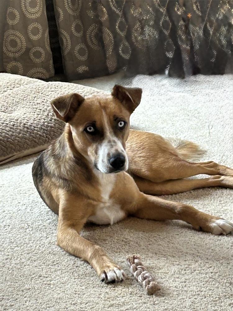 Enlarge Sterling, a Adoptable mixed breed in Deerfield, WI image 5/6