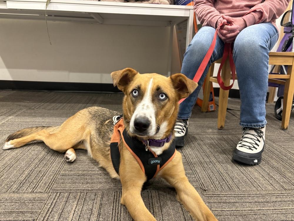 Enlarge Sterling, a Adoptable mixed breed in Deerfield, WI image 5/6