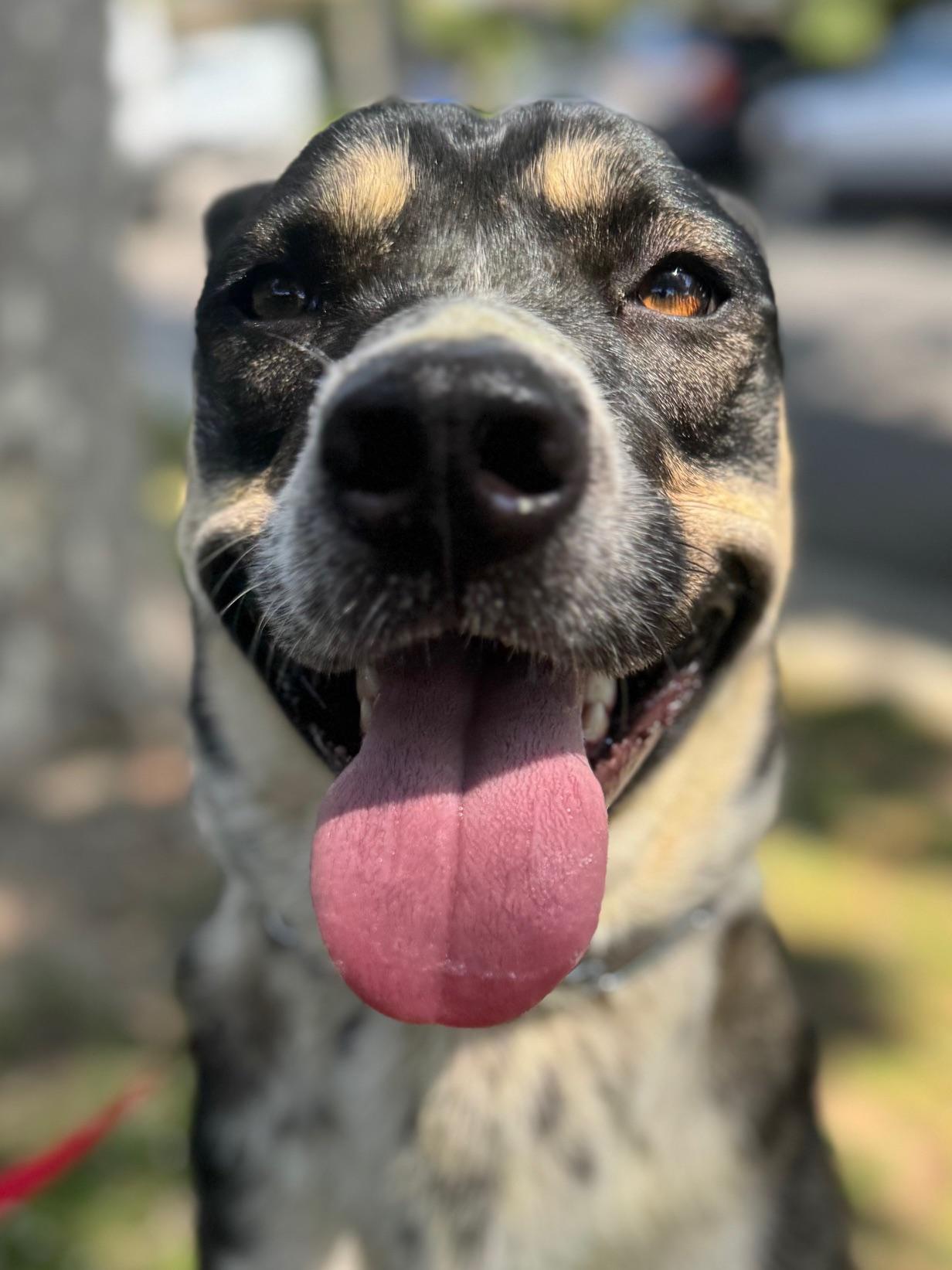 Enlarge Rylan, an adopted mixed breed in Burbank, CA image 5/6