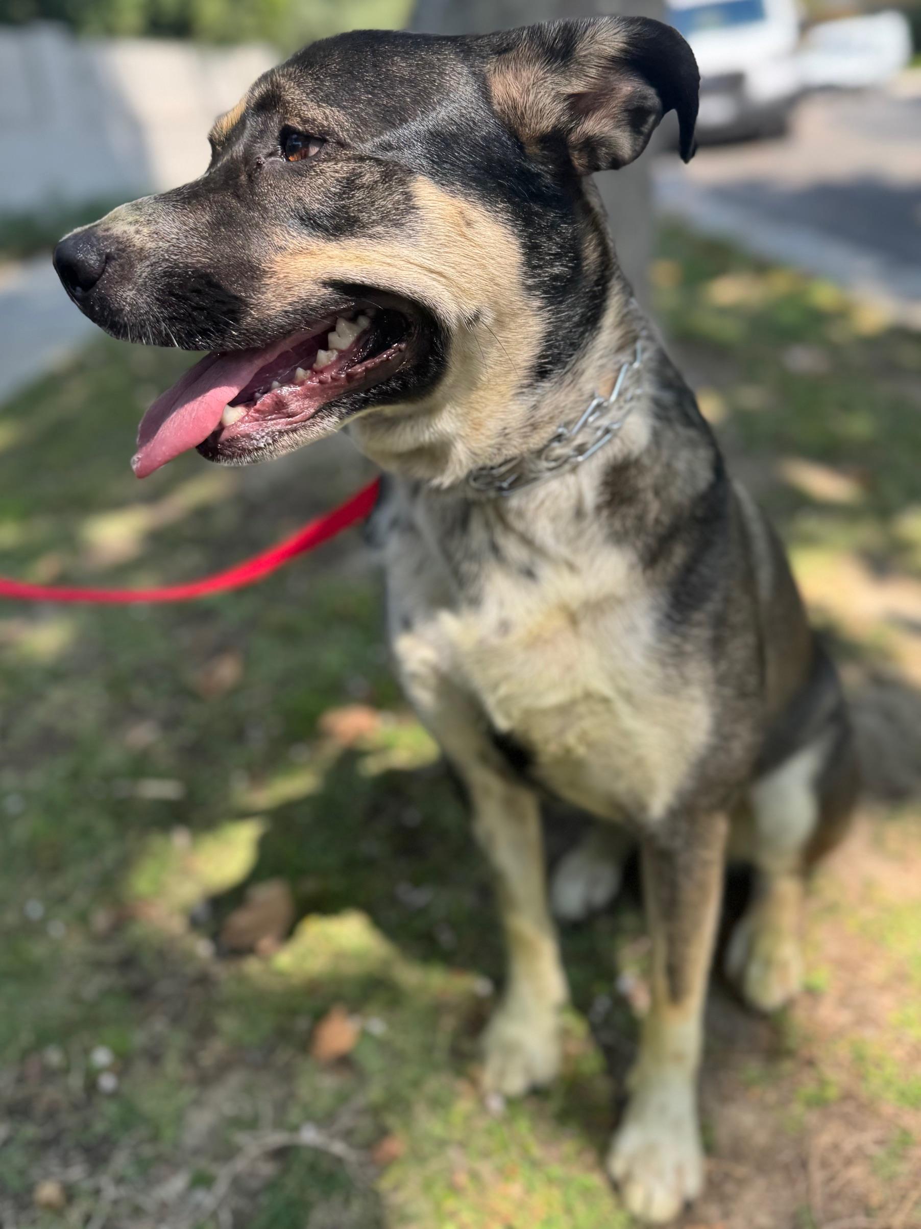 Enlarge Rylan, an adopted mixed breed in Burbank, CA image 4/6