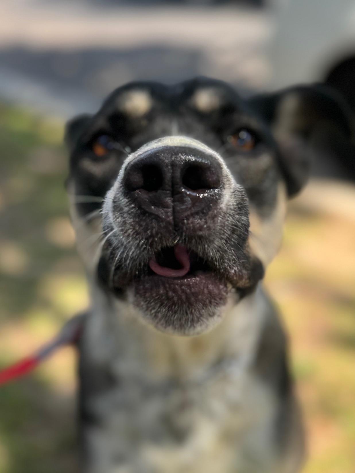 Enlarge Rylan, an adopted mixed breed in Burbank, CA image 6/6