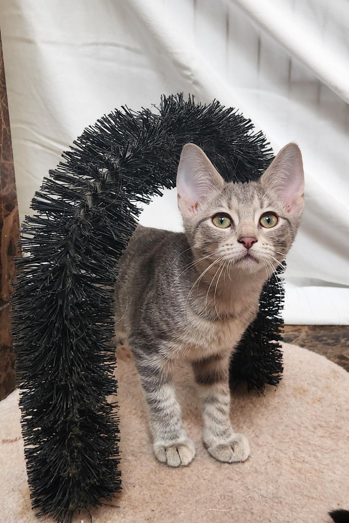 Enlarge Whisper, an adopted Domestic Short Hair in Oklahoma City, OK image 1/4