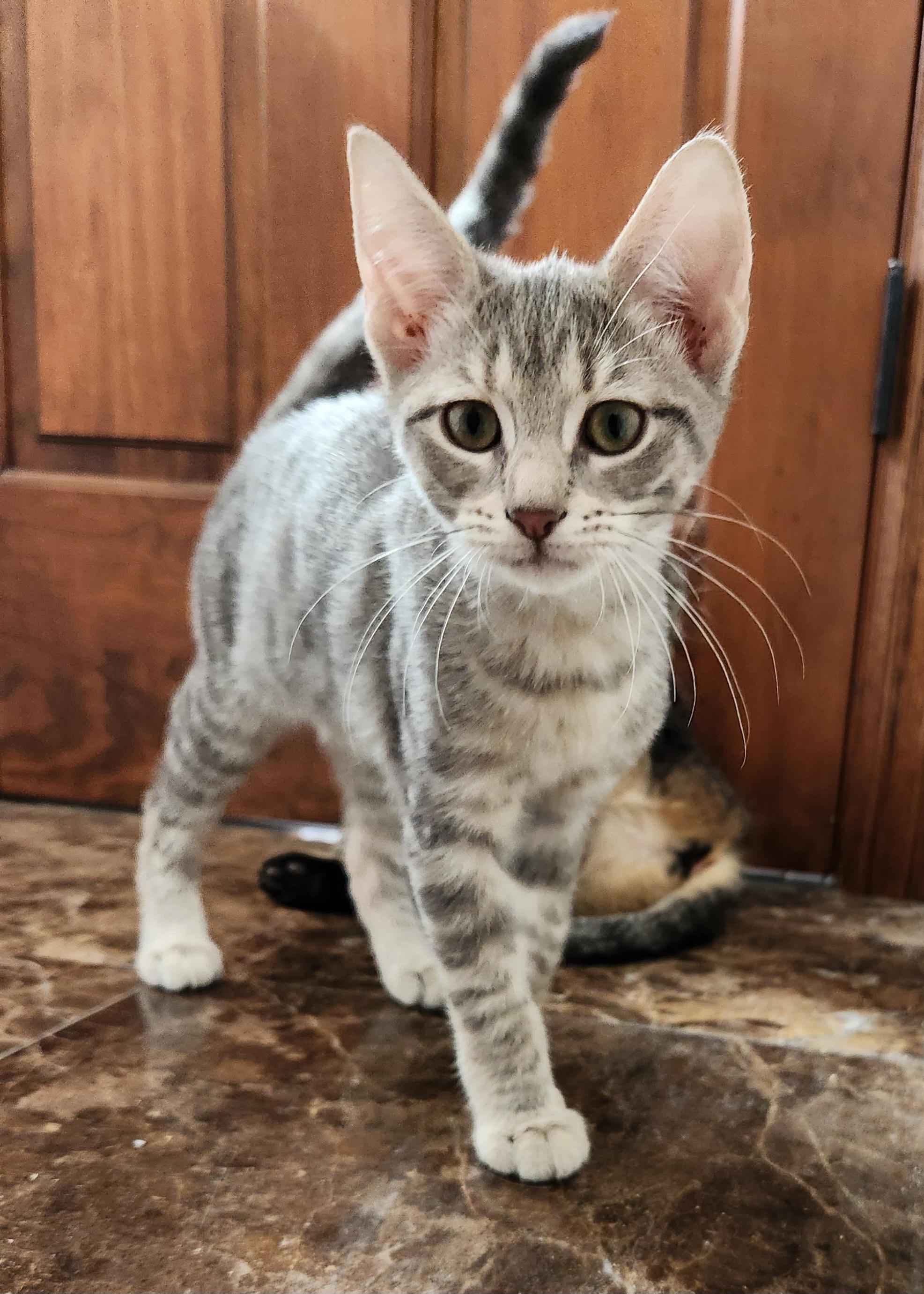 Enlarge Whisper, an adopted Domestic Short Hair in Oklahoma City, OK image 2/4