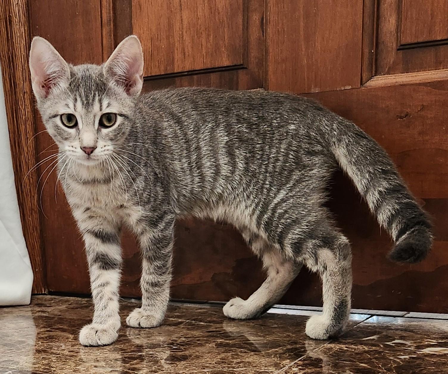 Enlarge Whisper, an adopted Domestic Short Hair in Oklahoma City, OK image 3/4