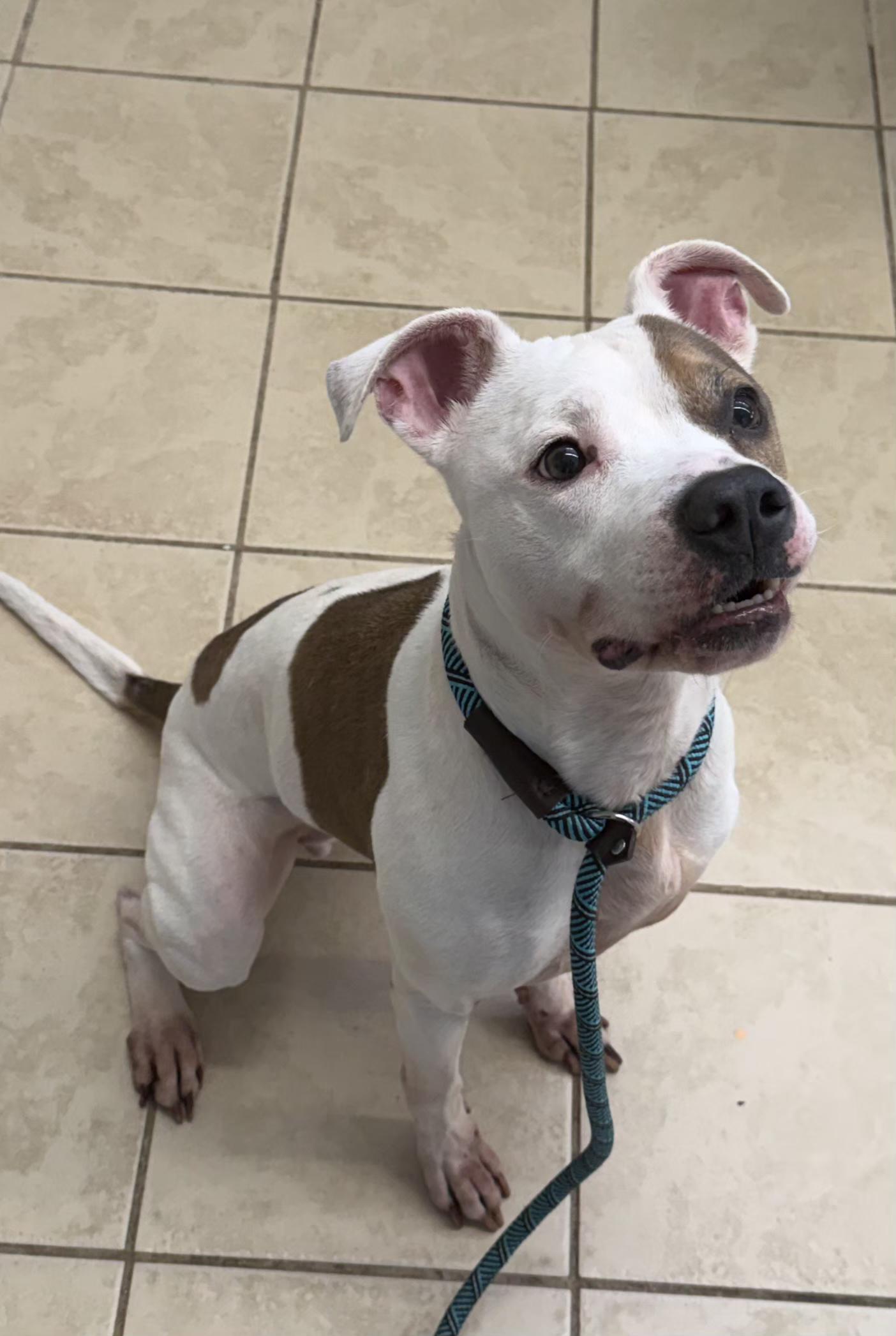 Mikey, a ADOPTABLE American Bully in East Haven, CT image 2/5