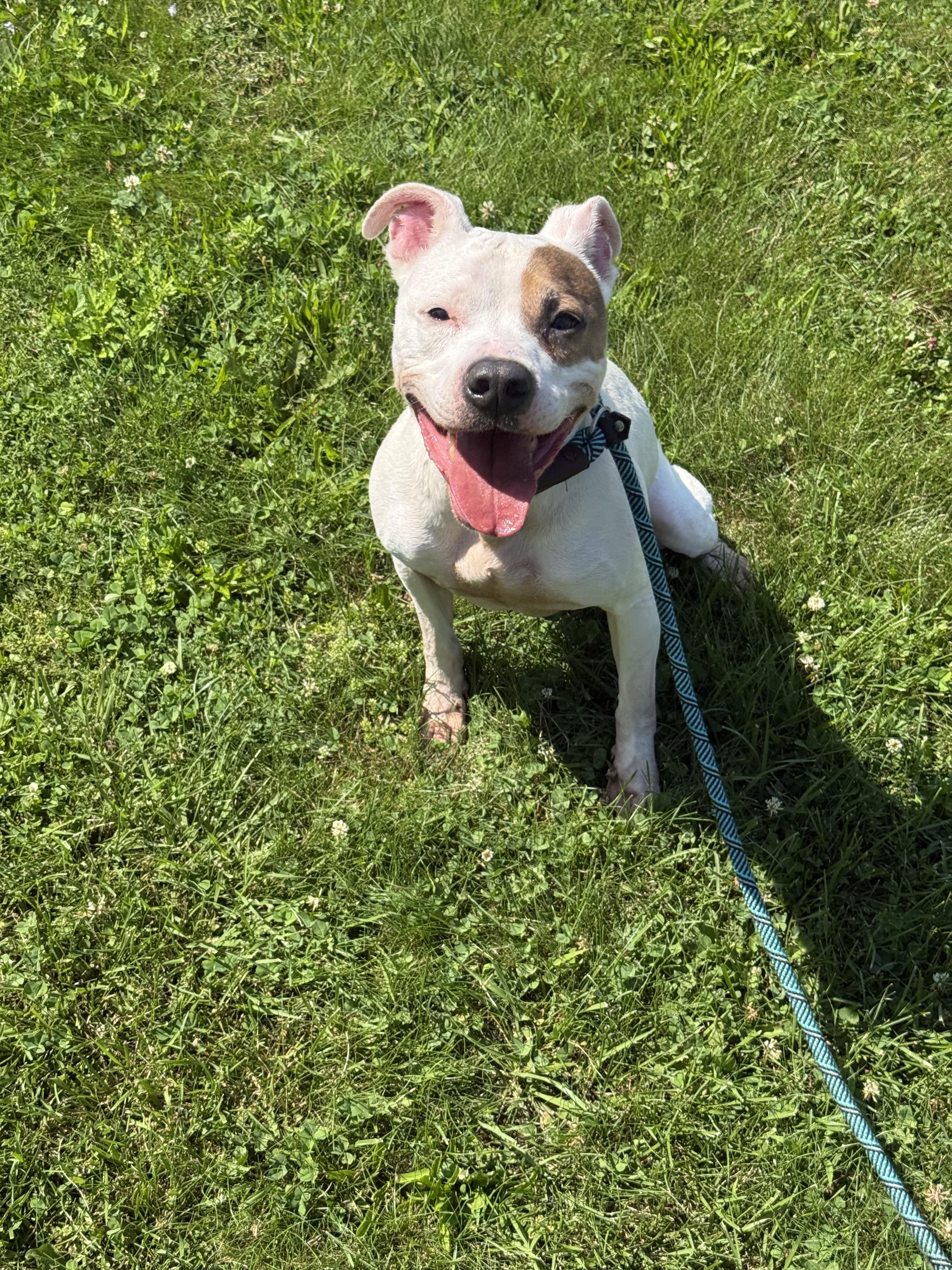Mikey, a ADOPTABLE American Bully in East Haven, CT image 3/5