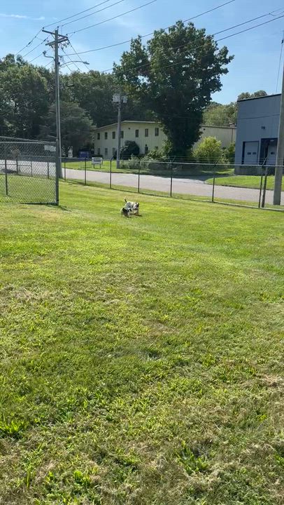 Enlarge Mikey, a ADOPTABLE American Bully in East Haven, CT video 4/5