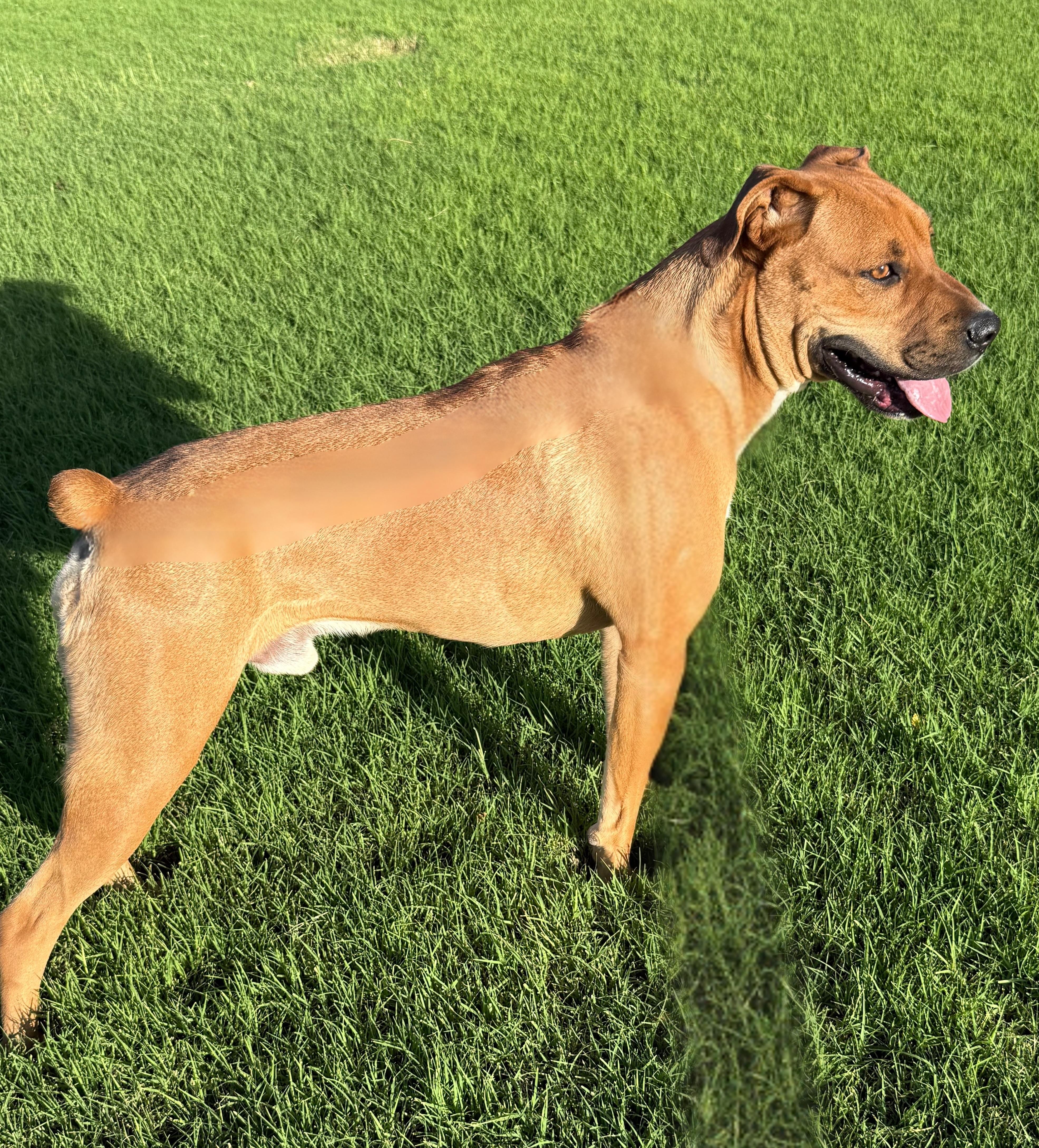 BRODY, Adoptable, Adult Male Boxer & Labrador Retriever.