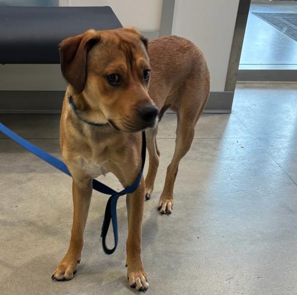 Malachi, Adoptable, Young Male Australian Shepherd & Terrier.