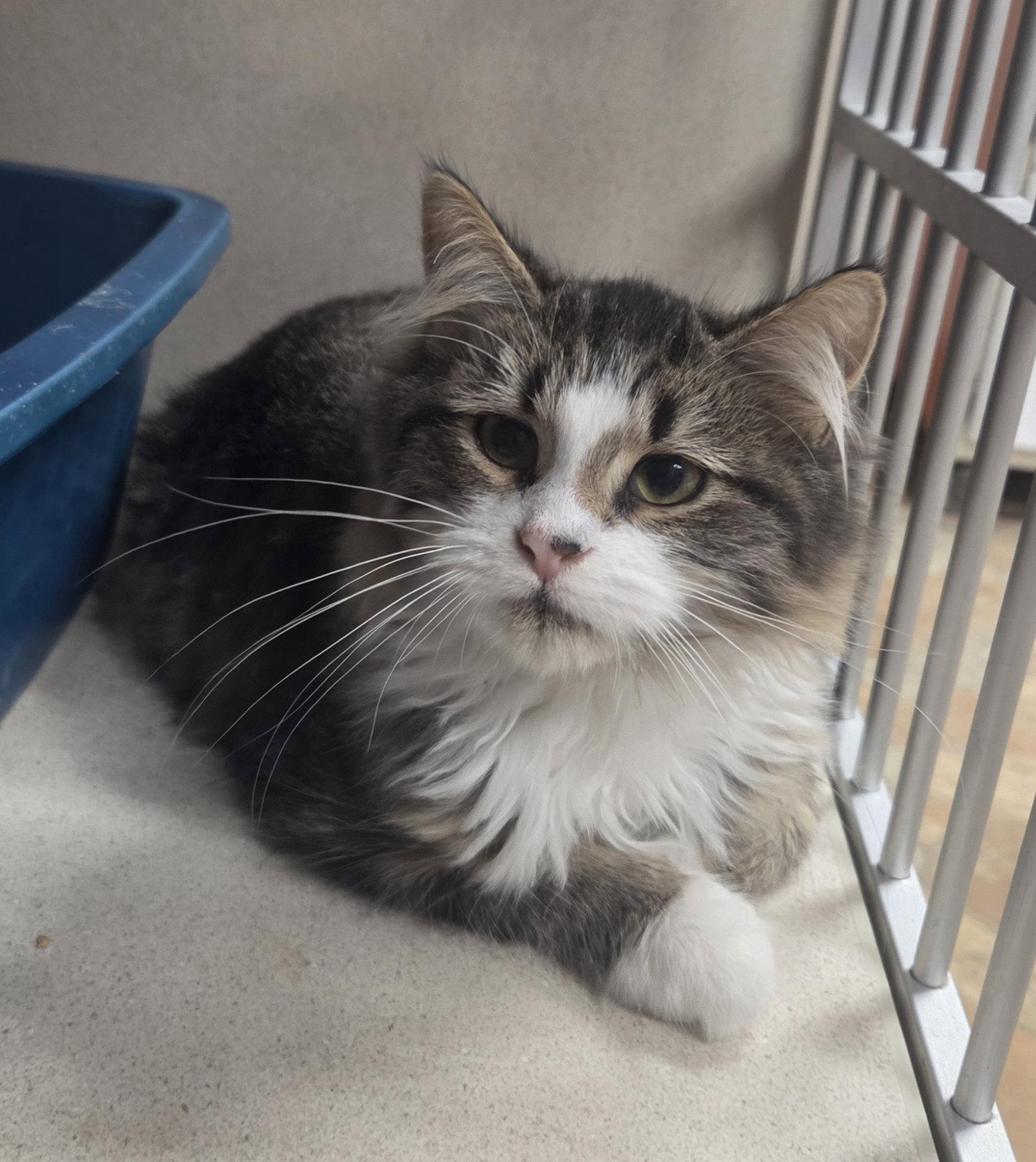 Grover, Adoptable, Kitten Male Maine Coon & Domestic Long Hair.