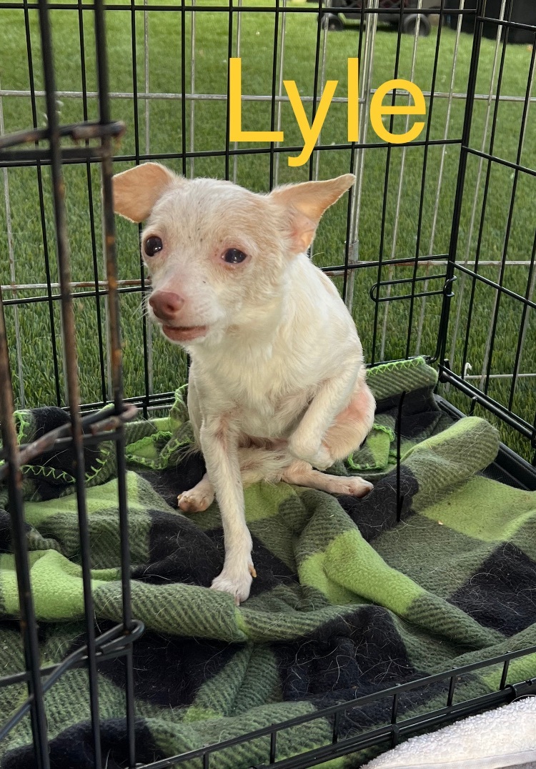 Enlarge Lyle, a Adoptable Chihuahua in Atascadero, CA image 1/1