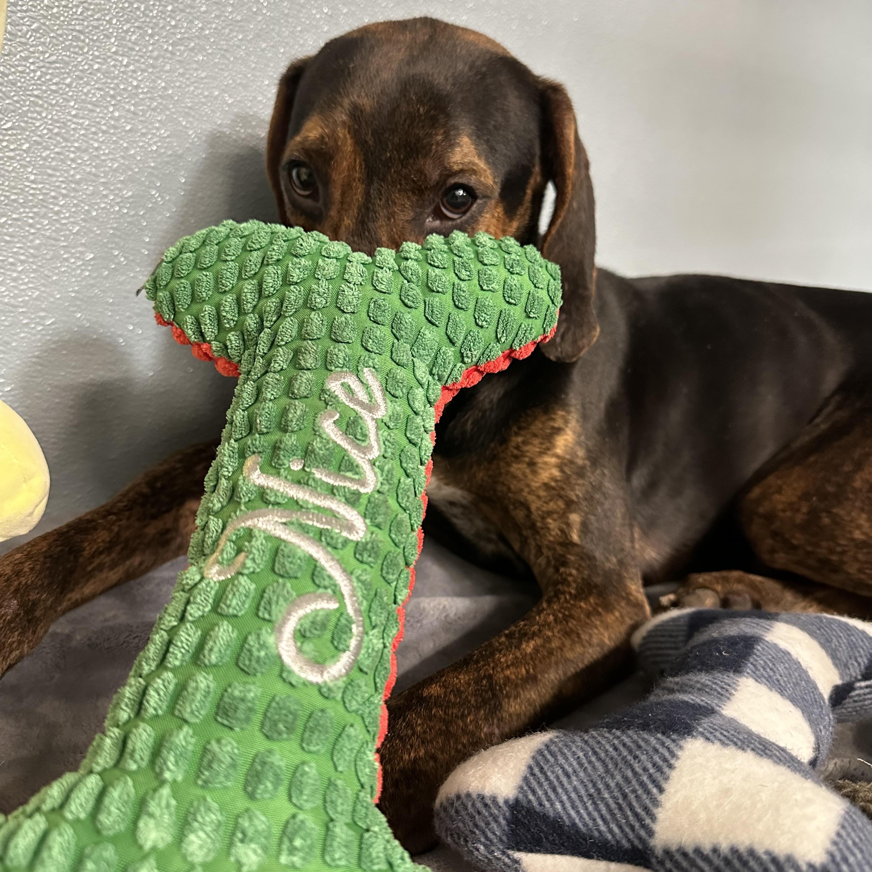 Enlarge Barry, a ADOPTABLE mixed breed in New Port Richey, FL image 4/5