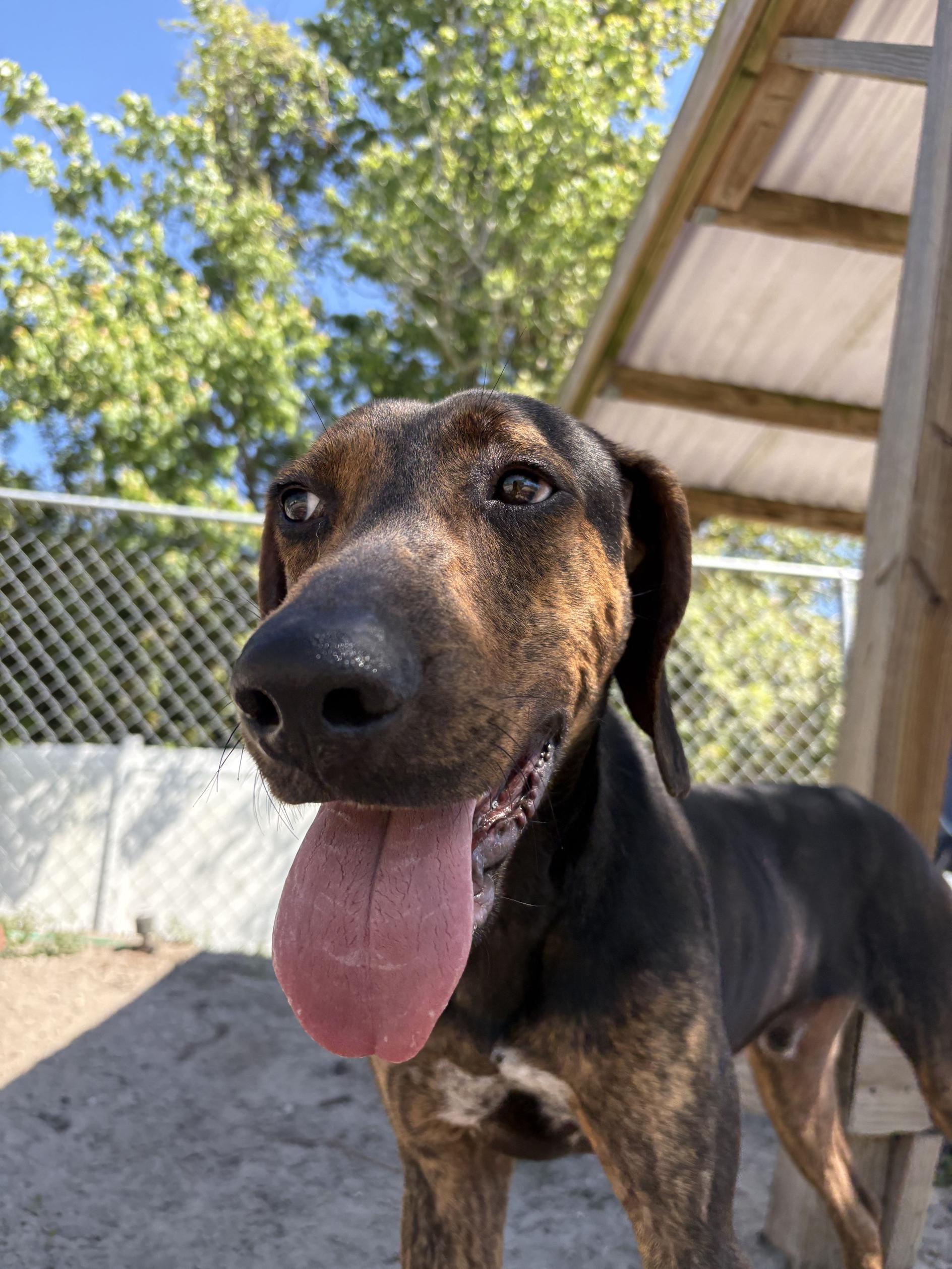 Enlarge Barry, a ADOPTABLE mixed breed in New Port Richey, FL image 2/5