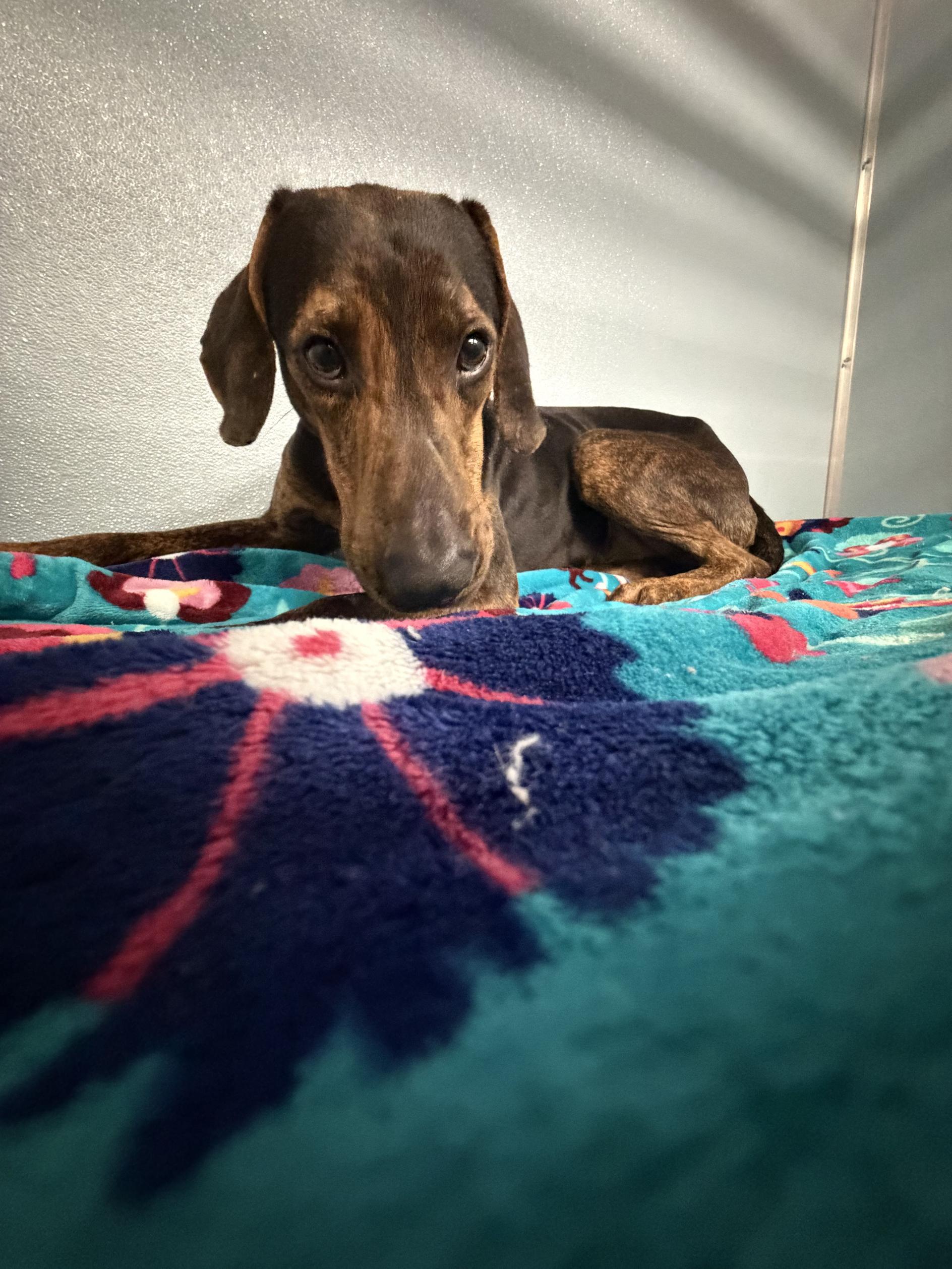 Enlarge Barry, a ADOPTABLE mixed breed in New Port Richey, FL image 5/5