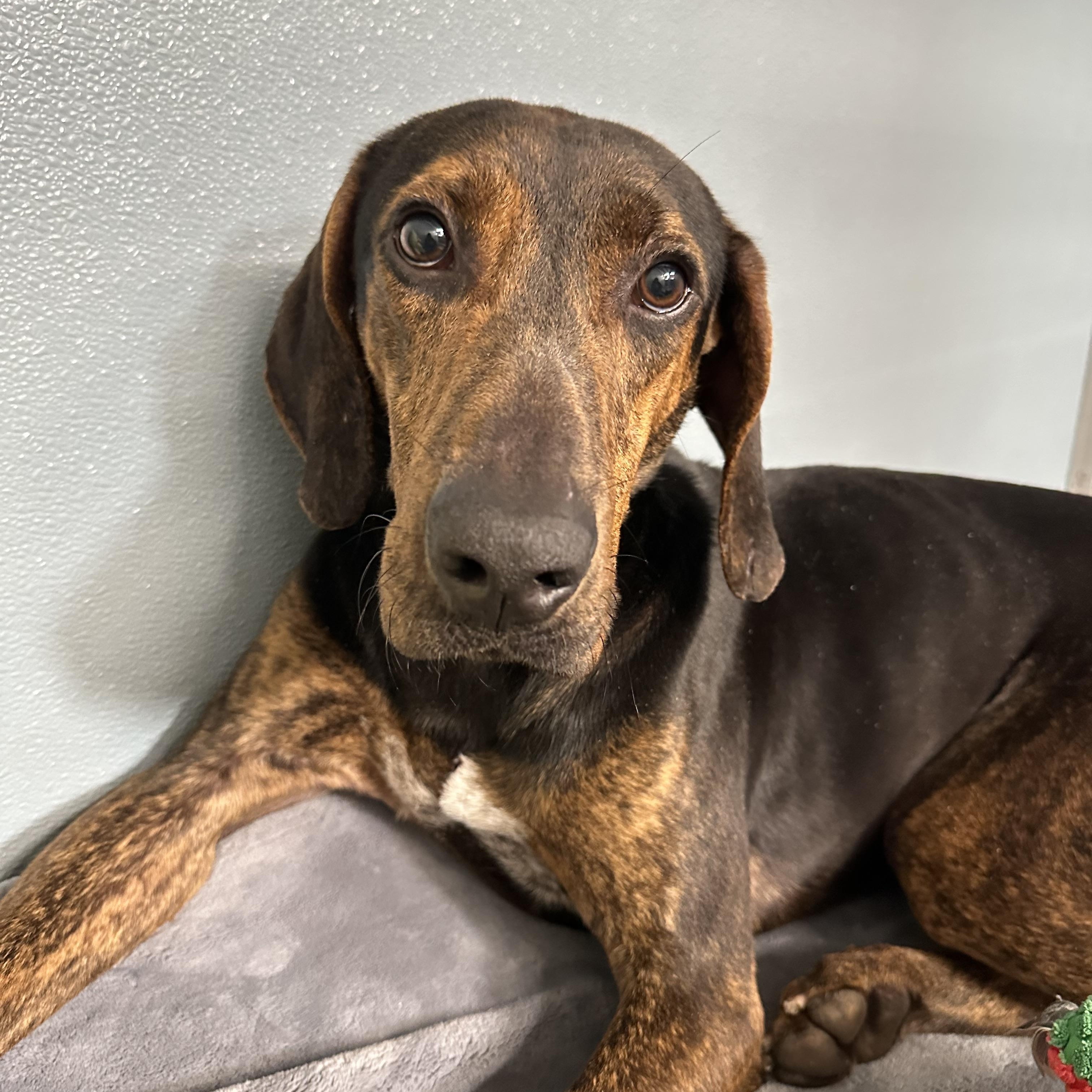 Barry, ADOPTABLE, Adult Male Hound.