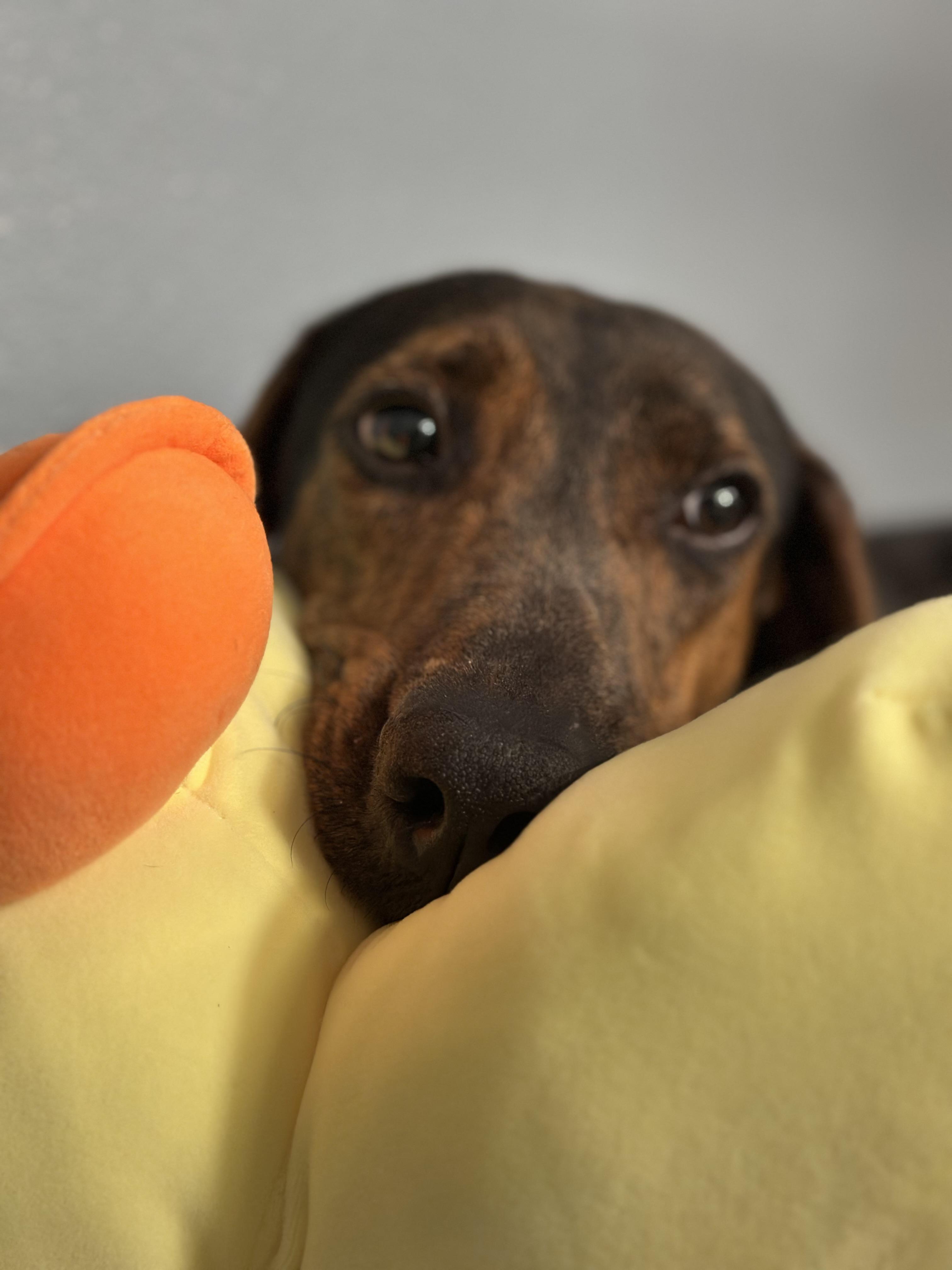 Enlarge Barry, a ADOPTABLE mixed breed in New Port Richey, FL image 3/5