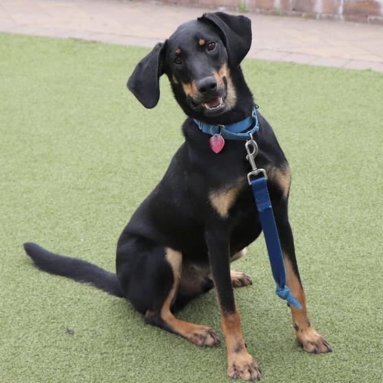 AK0130 Dallas, Adoptable, Adult Male Black and Tan Coonhound.