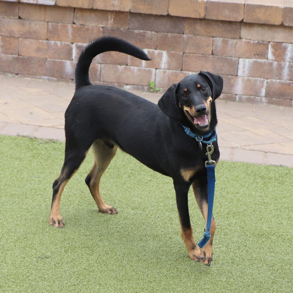 Enlarge AK0130 Dallas, a Adoptable Black and Tan Coonhound in Port Washington, NY image 2/5