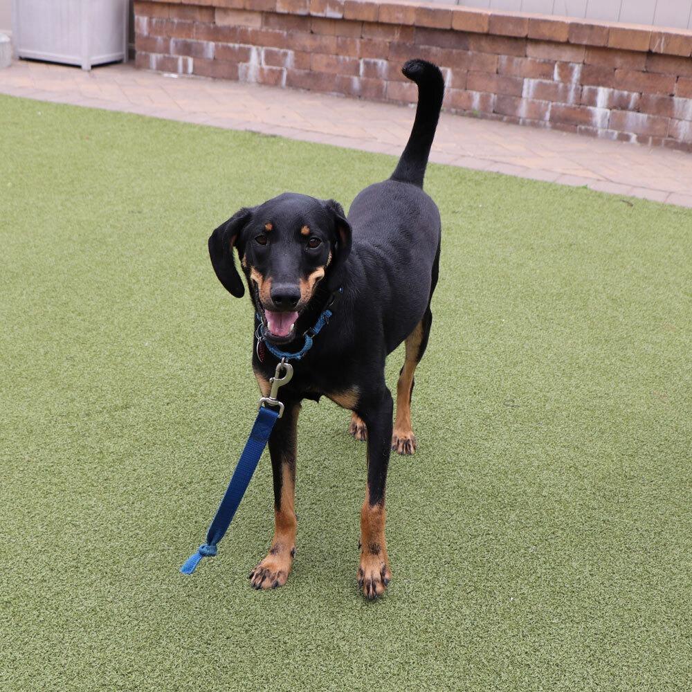 Enlarge AK0130 Dallas, a Adoptable Black and Tan Coonhound in Port Washington, NY image 3/5