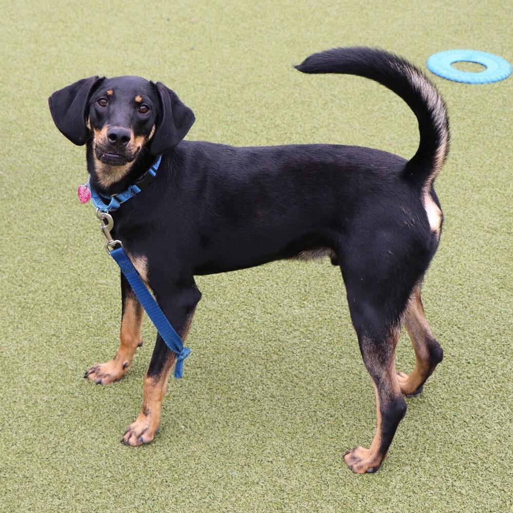 Enlarge AK0130 Dallas, a Adoptable Black and Tan Coonhound in Port Washington, NY image 4/5