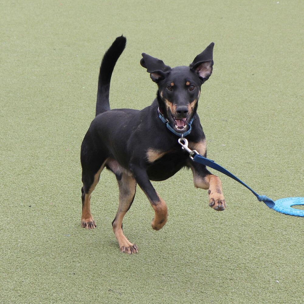Enlarge AK0130 Dallas, a Adoptable Black and Tan Coonhound in Port Washington, NY image 5/5