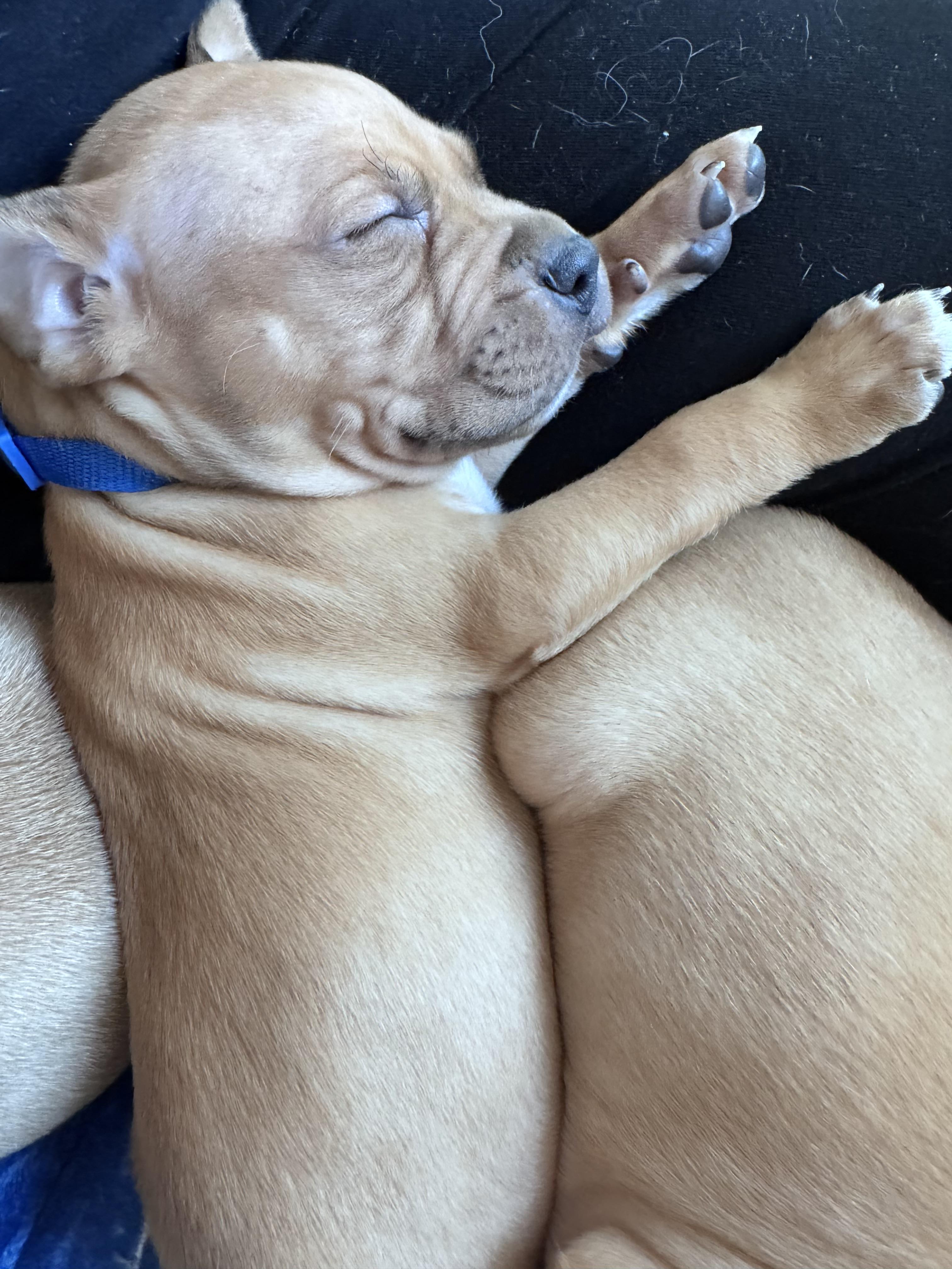 Enlarge Reed, a ADOPTABLE Pit Bull Terrier in Annapolis, MD image 2/6