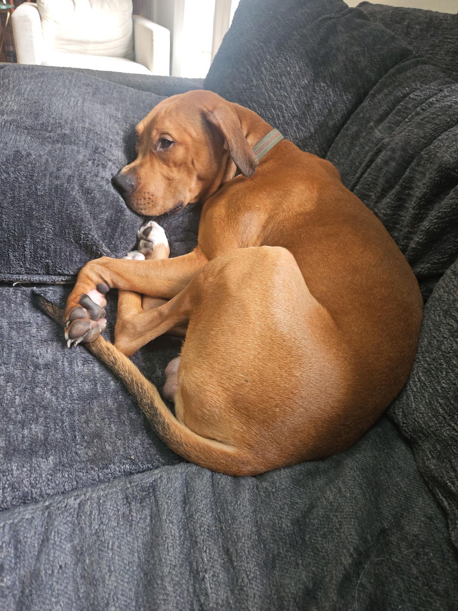 Enlarge Reed, a Adoptable mixed breed in Fredericksburg, VA image 4/6