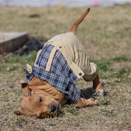 Enlarge Reed, a ADOPTABLE mixed breed in Pasadena, MD image 5/6