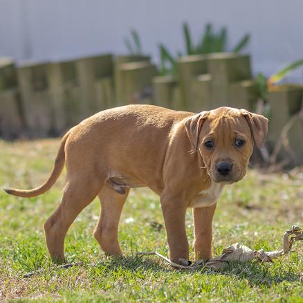 Enlarge Reed, a ADOPTABLE mixed breed in Pasadena, MD image 6/6