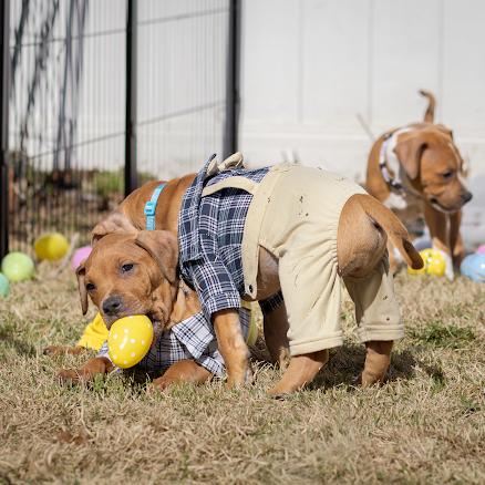 Enlarge Reed, a ADOPTABLE mixed breed in Pasadena, MD image 4/6