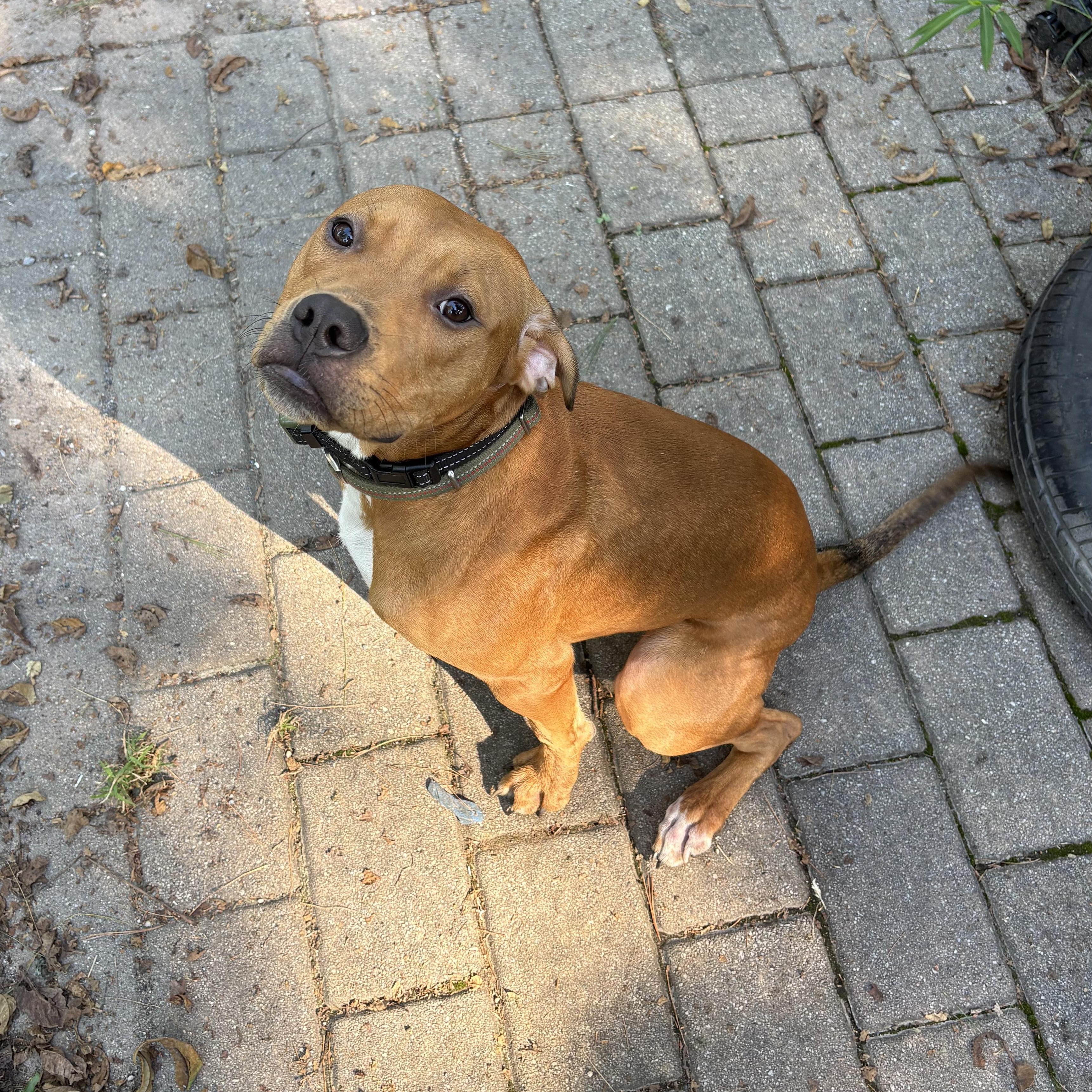 Reed, Adoptable, Young Male Pit Bull Terrier & Mixed Breed.