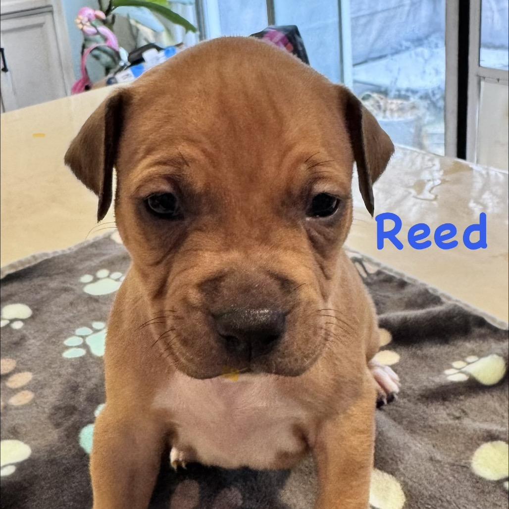 Reed, ADOPTABLE, Puppy Male Pit Bull Terrier.