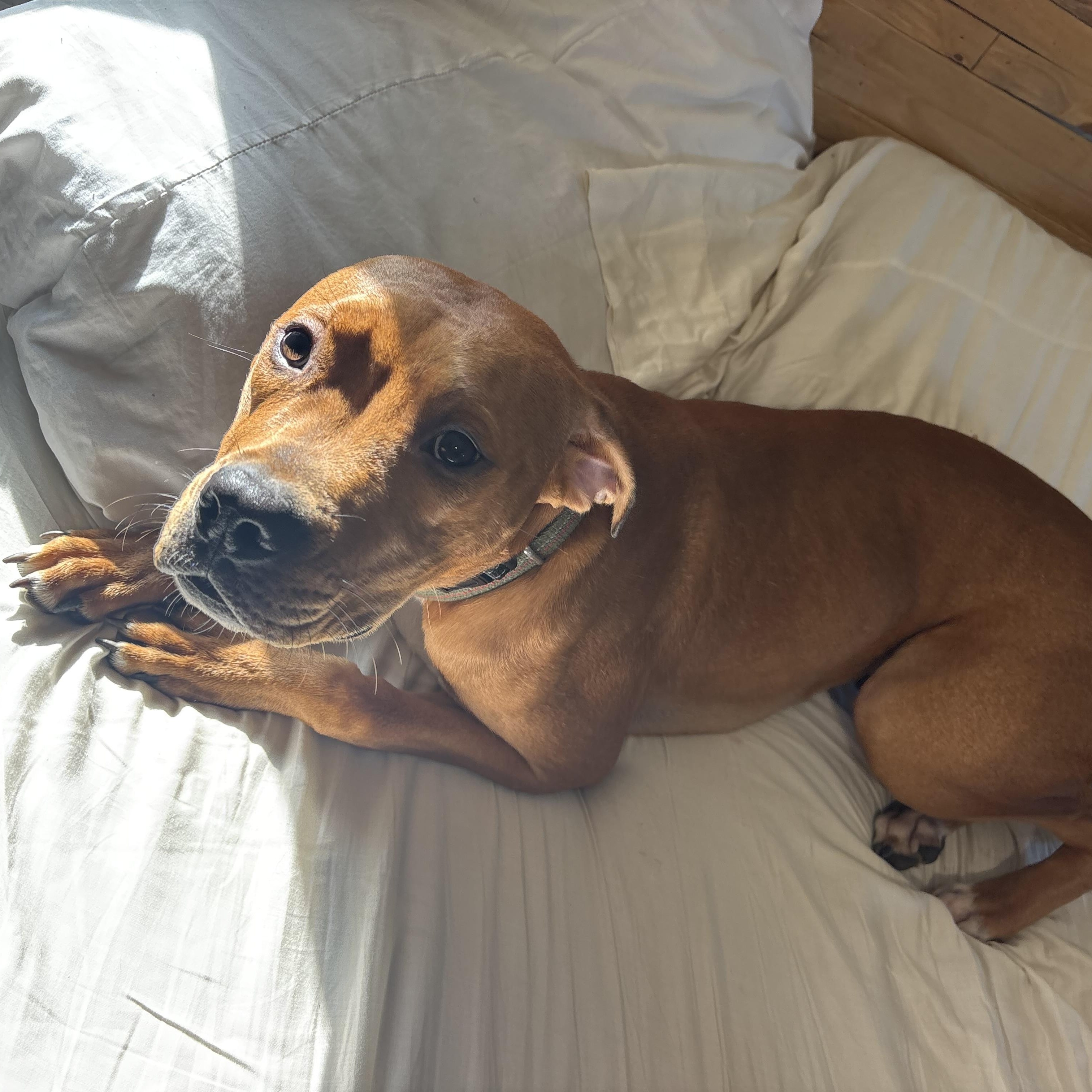 Enlarge Reed, a Adoptable mixed breed in Fredericksburg, VA image 6/6