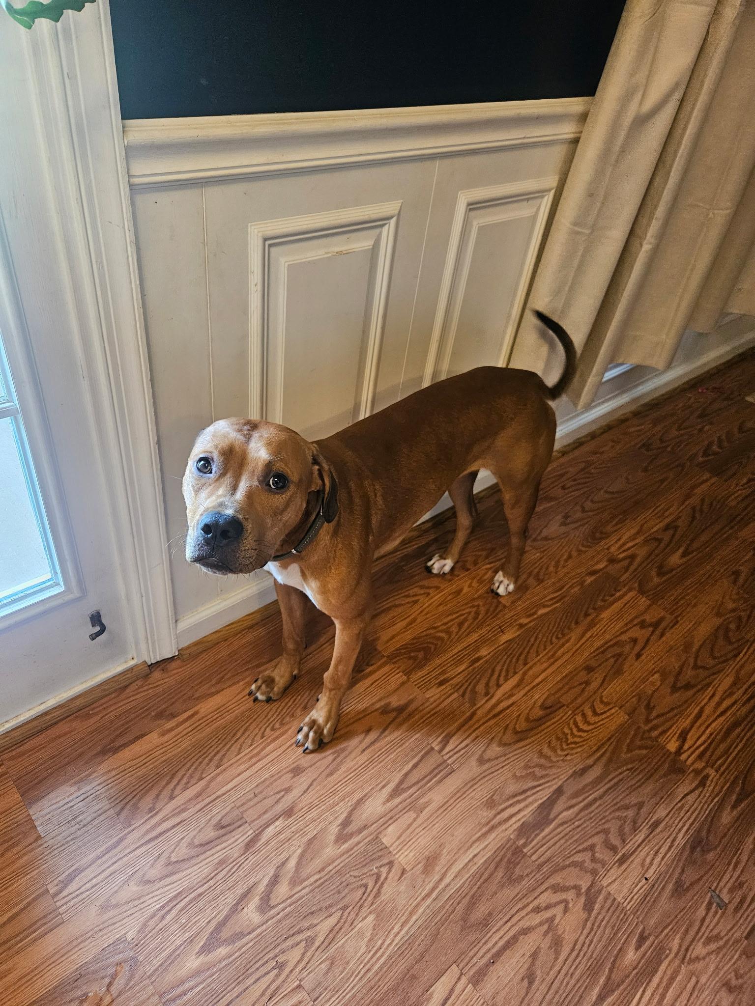 Enlarge Reed, a Adoptable mixed breed in Fredericksburg, VA image 5/6