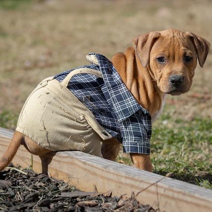 Enlarge Reed, a ADOPTABLE mixed breed in Pasadena, MD image 1/6