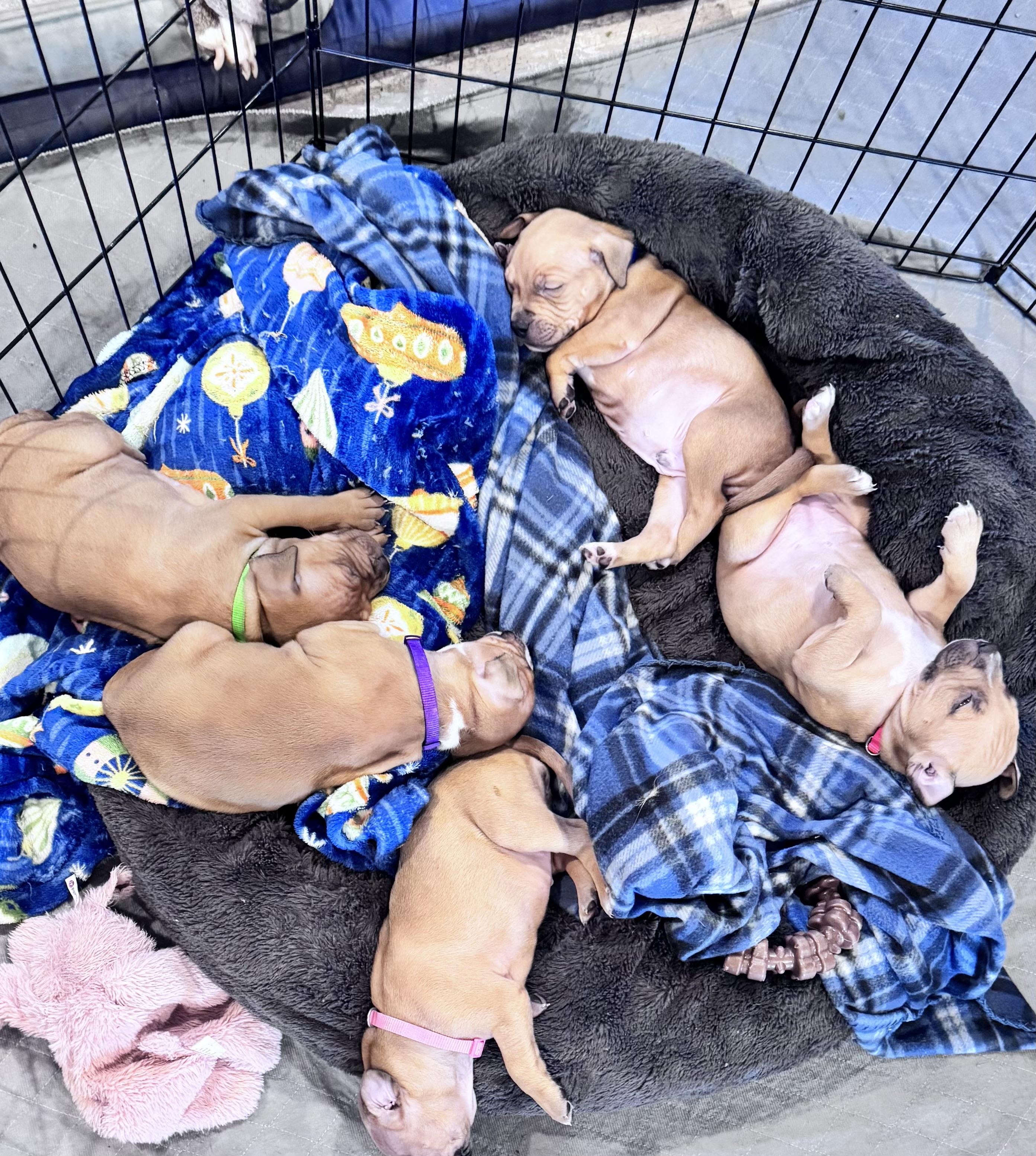 Enlarge Reed, a ADOPTABLE Pit Bull Terrier in Annapolis, MD image 5/6