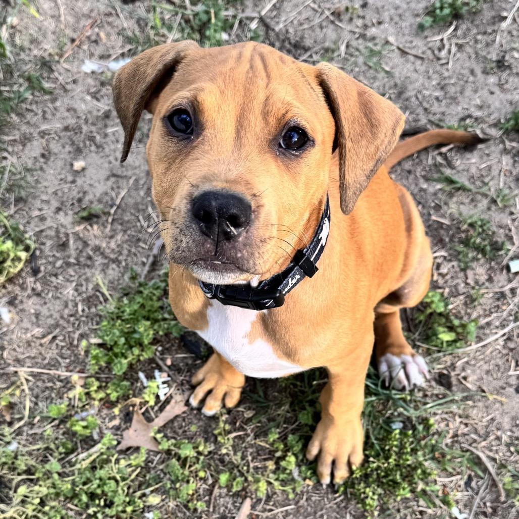 Enlarge Reed, a ADOPTABLE mixed breed in Pasadena, MD image 2/6