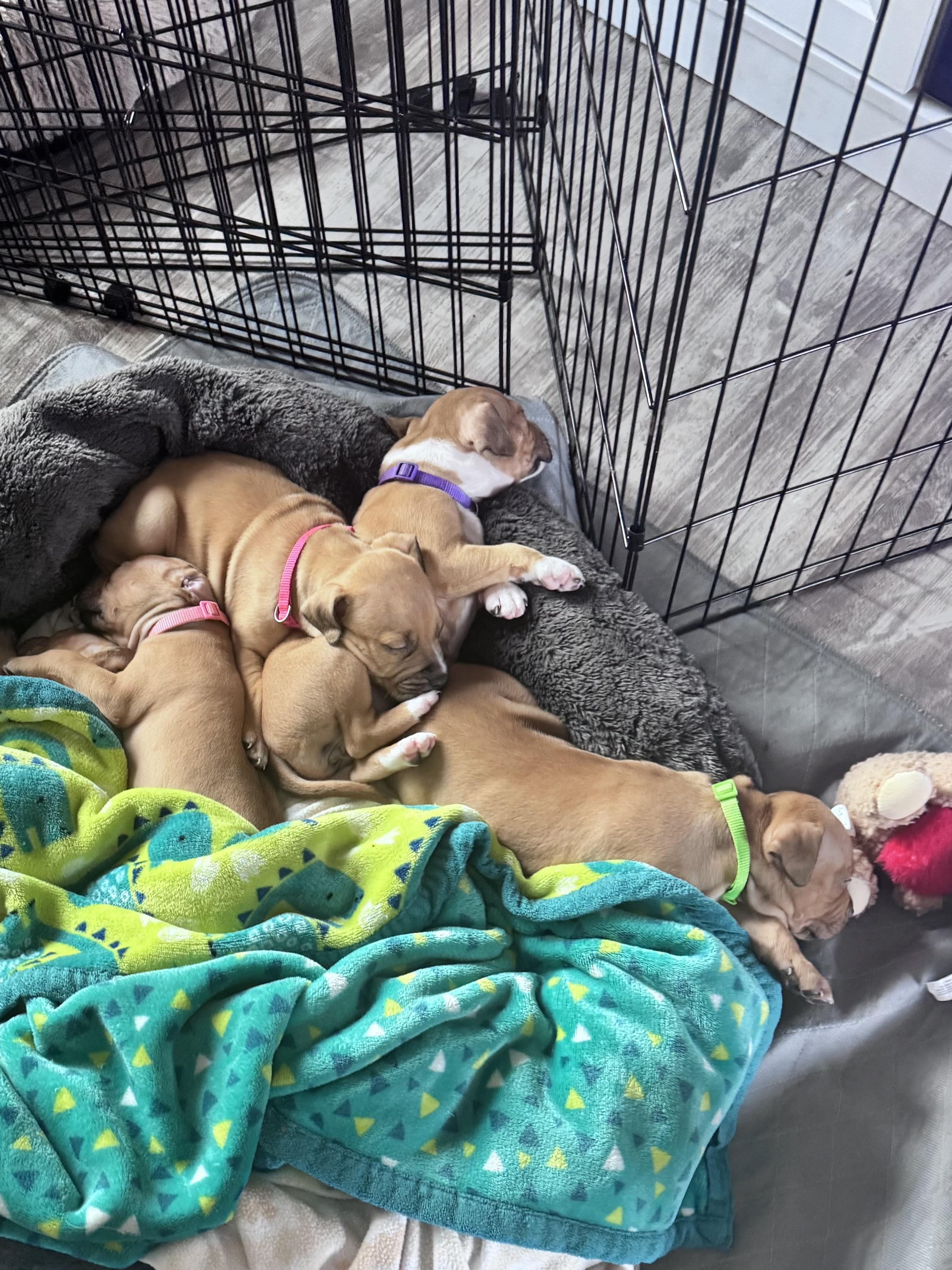 Enlarge Reed, a ADOPTABLE Pit Bull Terrier in Annapolis, MD image 4/6