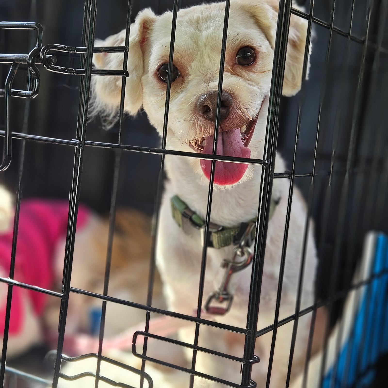 Enlarge Colin, a Adopted Maltipoo in clayton , CA image 1/4