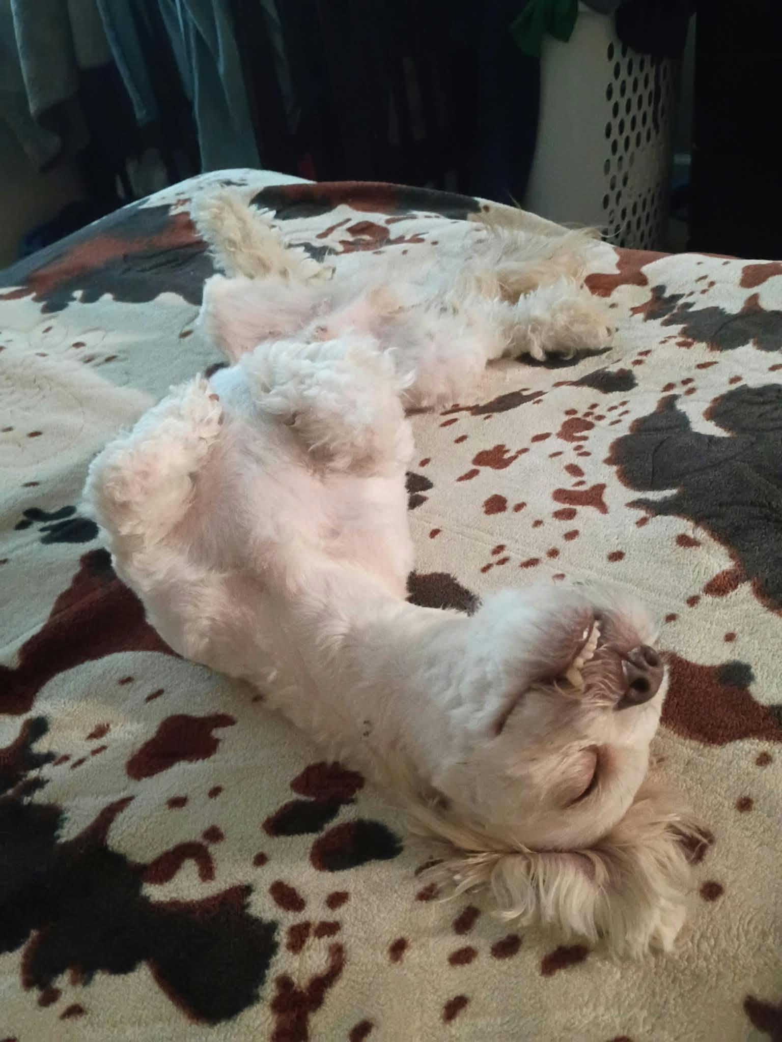 Enlarge Colin, a Adopted Maltipoo in clayton , CA image 3/4