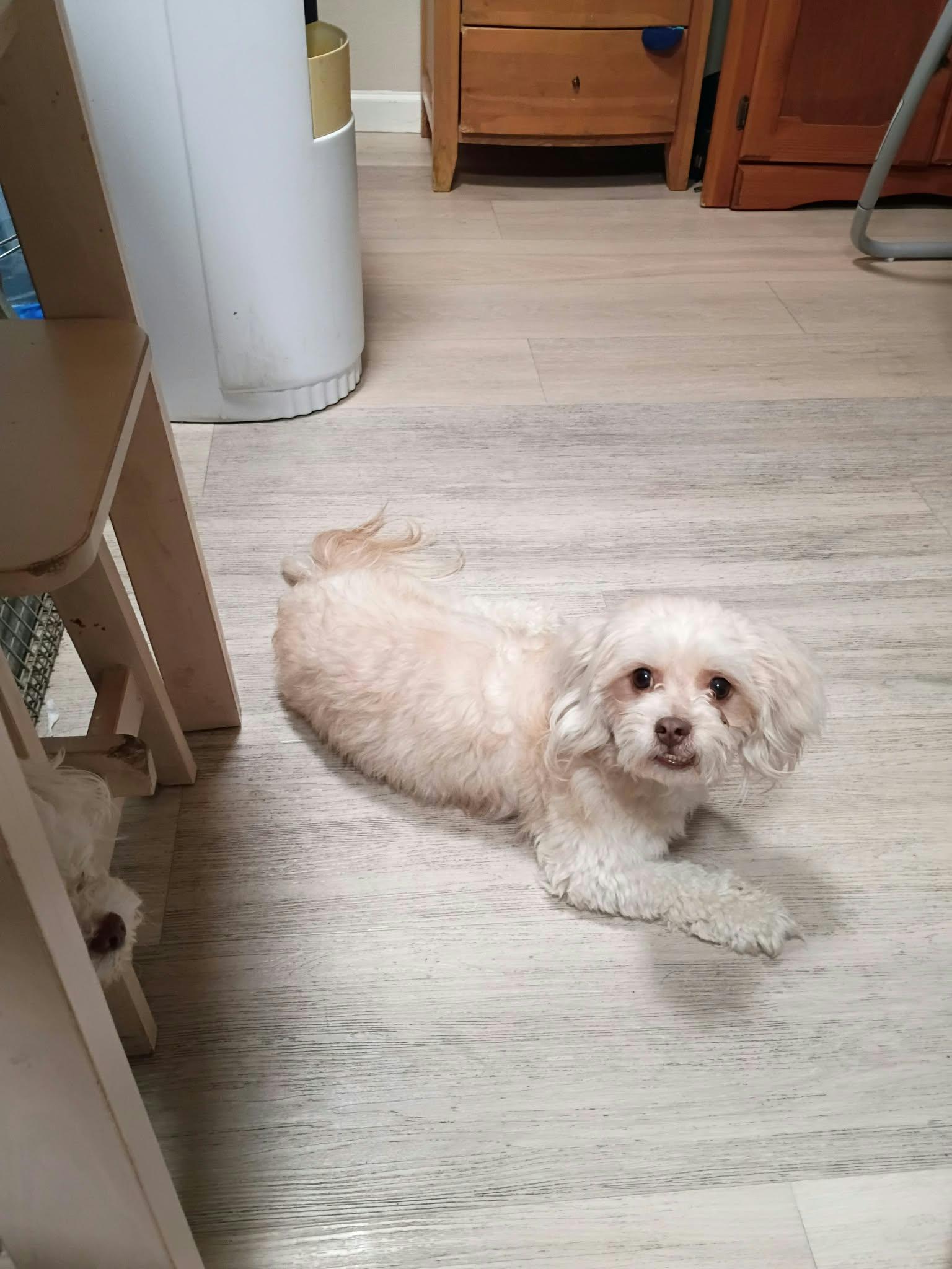 Enlarge Colin, a Adopted Maltipoo in clayton , CA image 2/4