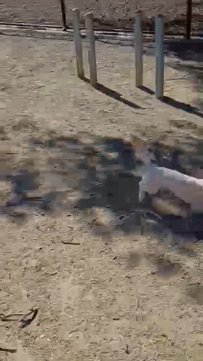 Enlarge Colin, a Adopted Maltipoo in clayton , CA video 4/4