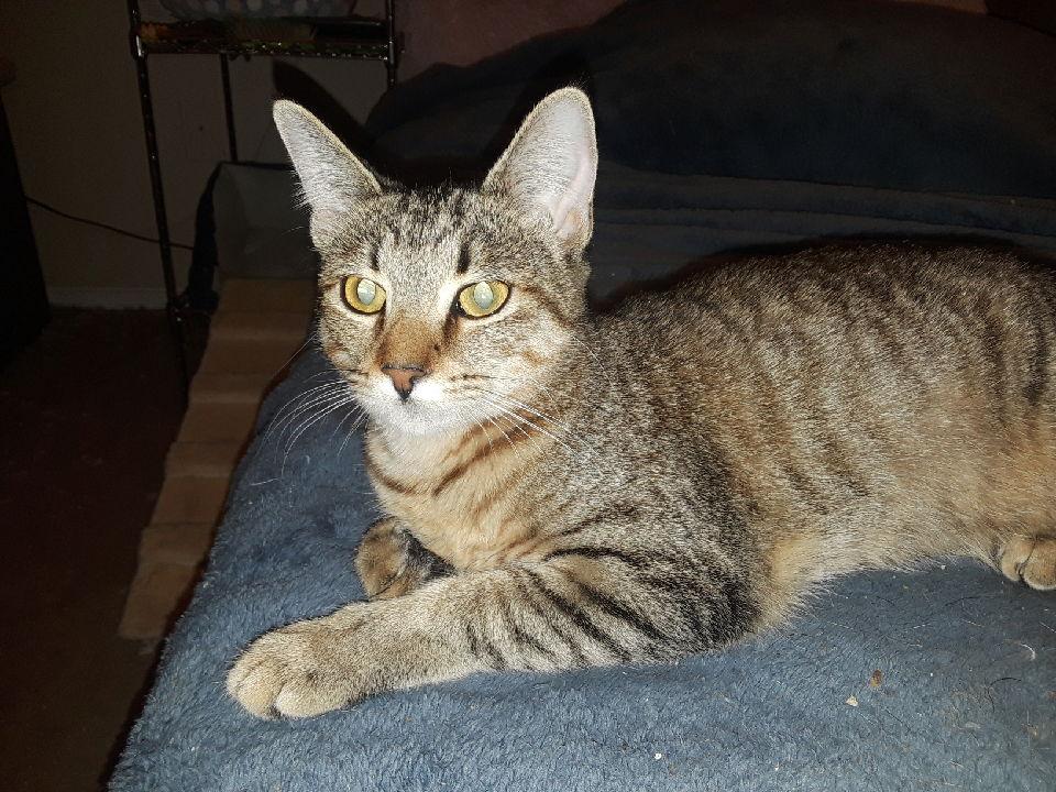 Enlarge Lil Dude., a Adoptable Domestic Short Hair in Plano, TX image 1/1