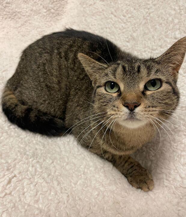 Enlarge Ellie, a ADOPTABLE Tabby in Jackson, MI image 3/6