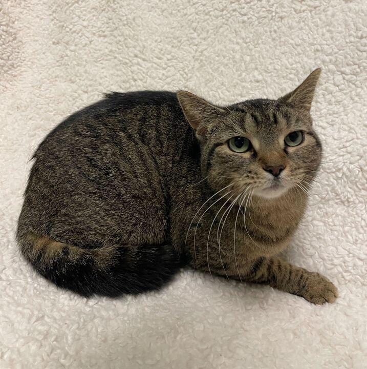 Enlarge Ellie, a ADOPTABLE Tabby in Jackson, MI image 4/6